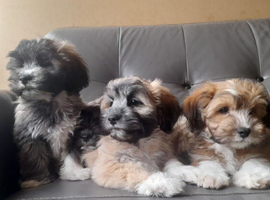 Lhasa-chon puppies for sale