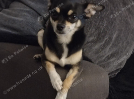 3 year old male chihuahua for stud
