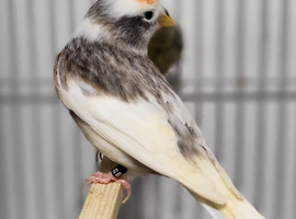 Mutation British Birds (Goldfinch, Redpoll & Siskins)