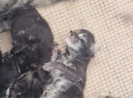 3 beautiful maincoon babies