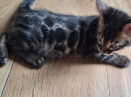Bengal kitten