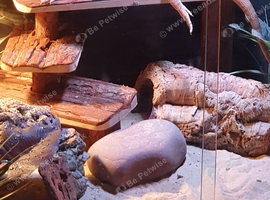 male beared dragon and full setup