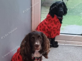 2 lovely girls looking for forever homes