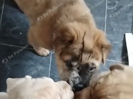 Frenchie-Pei pups