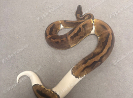 Royal python female