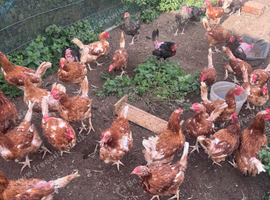 Warren Brown hens