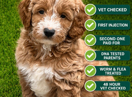 Pure Australian labradoodle puppy&rsquo;s ready Friday