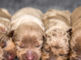 KC Registered Miniature Dachshund puppies