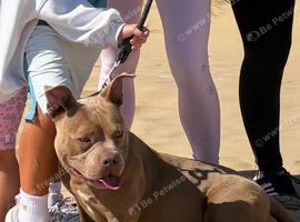 ** Female Pocket Bully**