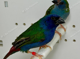Beautiful pair of Forbes (Tri-colored) parrot finches for sale