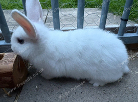 dwarf rabbit