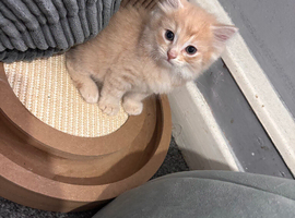 Male kittens