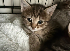 Half ragdoll half silver bengal kittens
