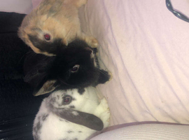 Rabbits