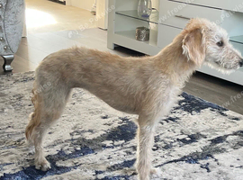 Bedlington whippet girl