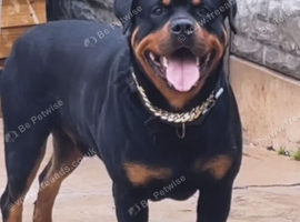 Rottweiler pups