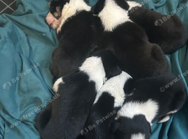 Border collie pups