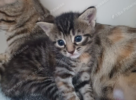 Begal mix kitten girl 10 weeks