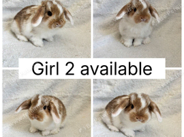 5 beautiful baby mini lops ready to reserve