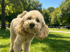 Monty toy poodle