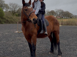 16.2/3H - 10Yo - Bay - Belgium Draught X - Mare - Confidence Giver