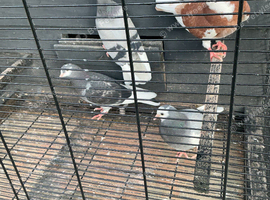 Young rollers for sale