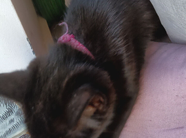 Three kittens  born April 2