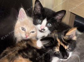 5 kittens looking for a home