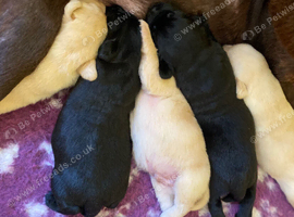 Labrador puppies ready now
