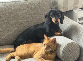 KC registered Chocolate and tan 1 year old miniature dachshund