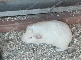 2 male guinea pigs for sale