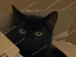 6 months old kitten girl