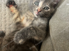 Female kittens 9 weeks old