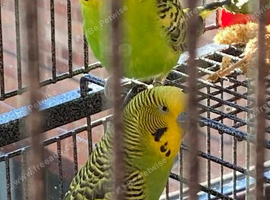 2 Beautiful male Budgies