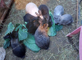 Male lionhead mix rabbits