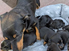 Jack Russel puppies