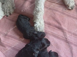 F1b mini sheepadoodles