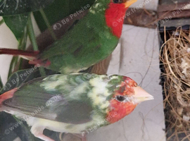 I have a excellent young pair of redfaced pied parrot finch for sale