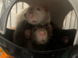 4 Male rats and full cage set up.