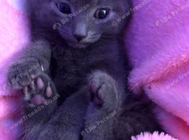 Russian blue mix