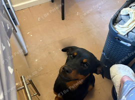 Rottweiler