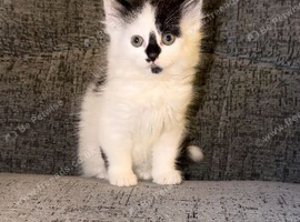 Boy