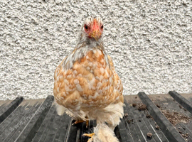Bantam Silkies and Sablepoots
