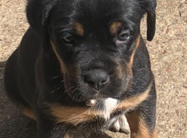 Boxweilers Puppies