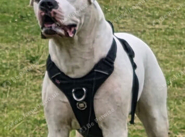Bulldogs for stud