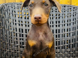 Beautiful family dobermanns *2 boys pups ready to go*