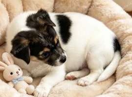 Jack Russell puppy for sale