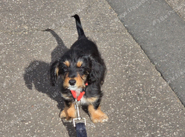 Terrier pup