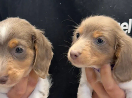 Just two puppies left now
