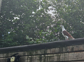 Adghan pigeons
